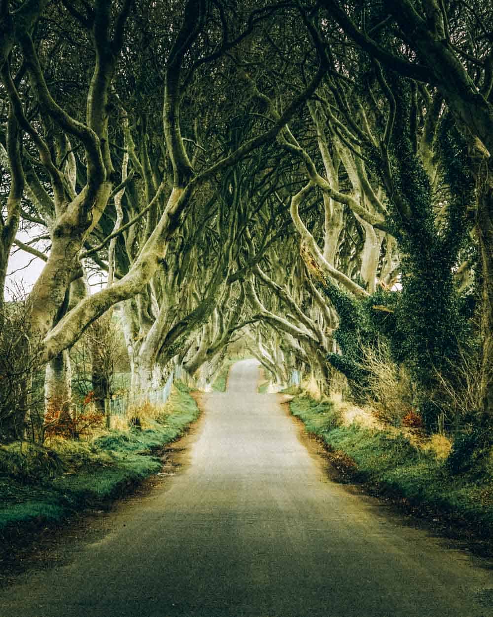 Magical landscape in Northern Ireland known as Dark Hedges