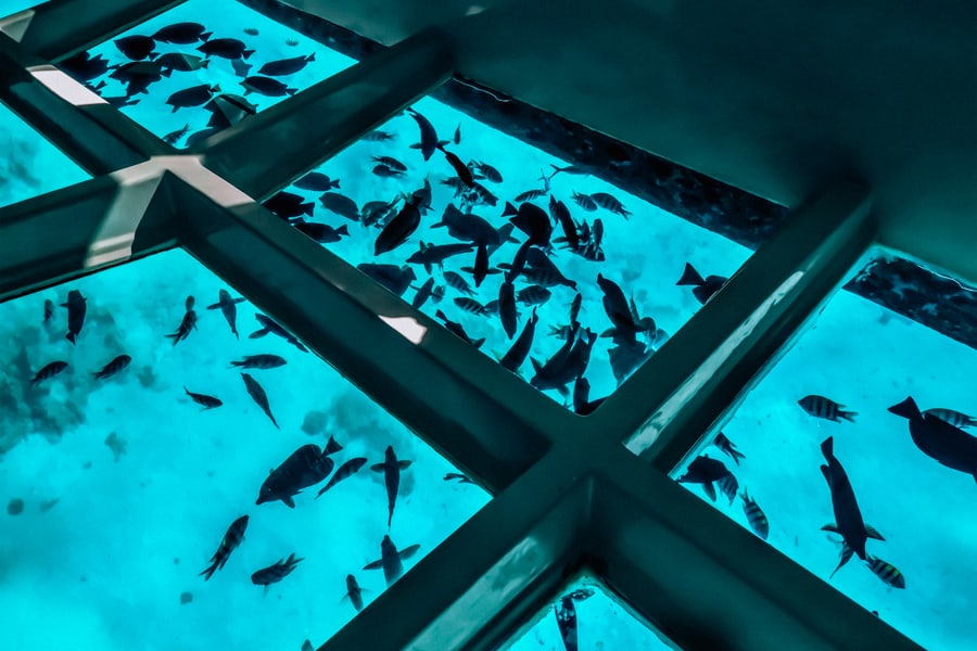 Glass bottom boat tour in Oahu