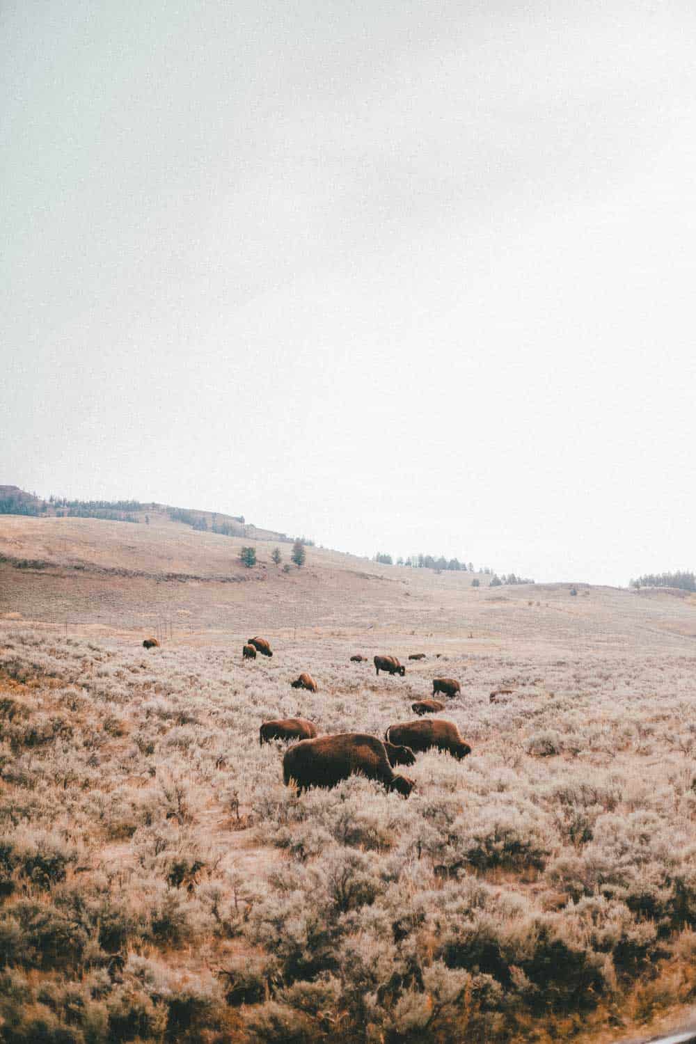 yellowstone wildlife