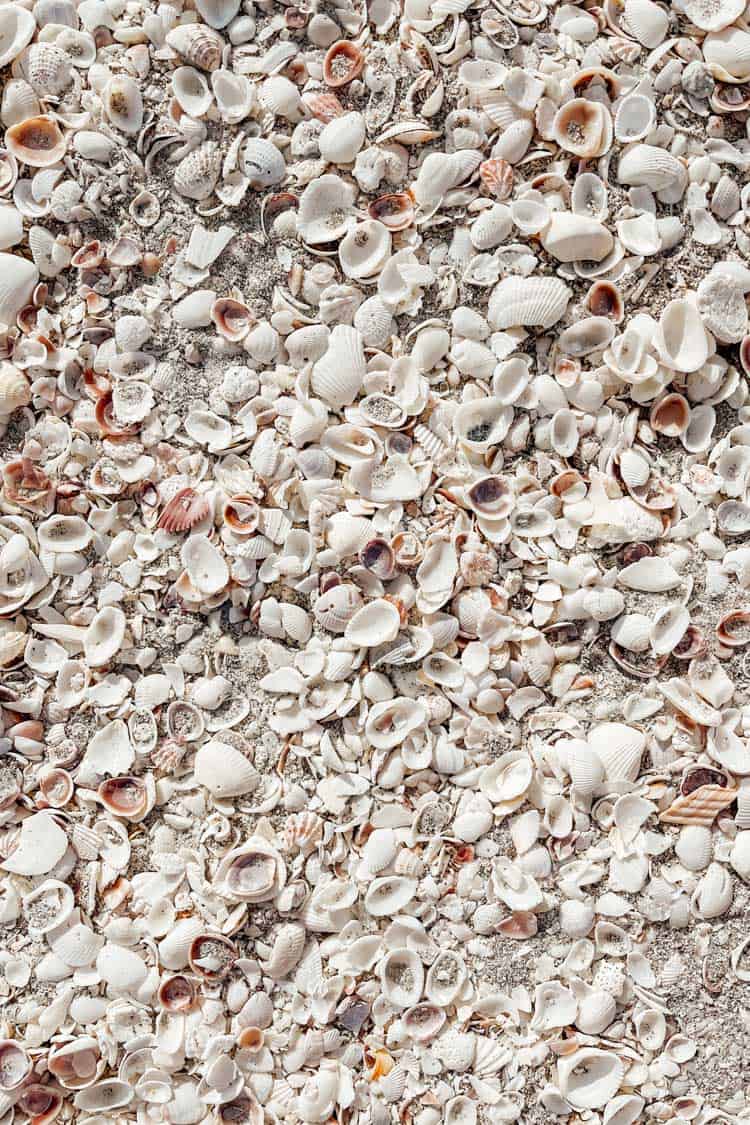 Sanibel island seashells from Bowman's Beach