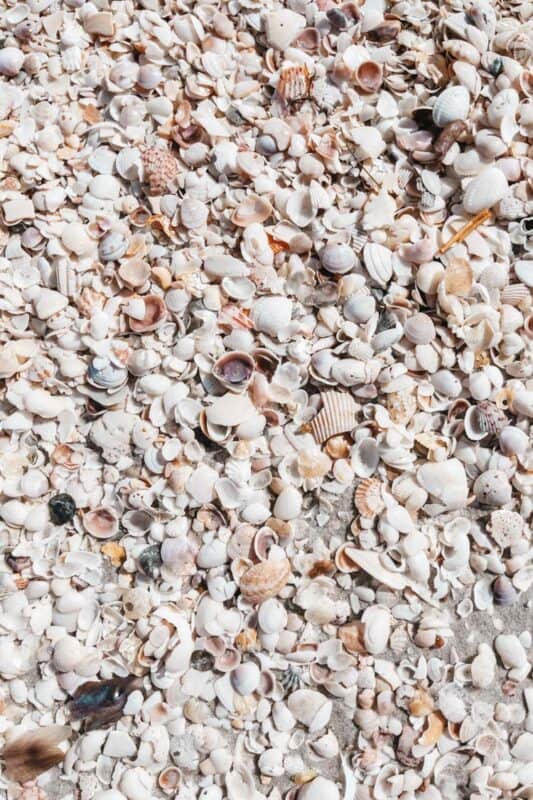 Shelling in Sanibel Island