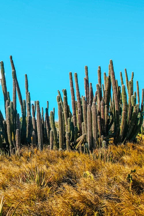 Candelabra Cactus In Arikok National Park Aruba