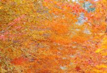 Vermont fall foliage