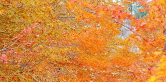 Vermont fall foliage