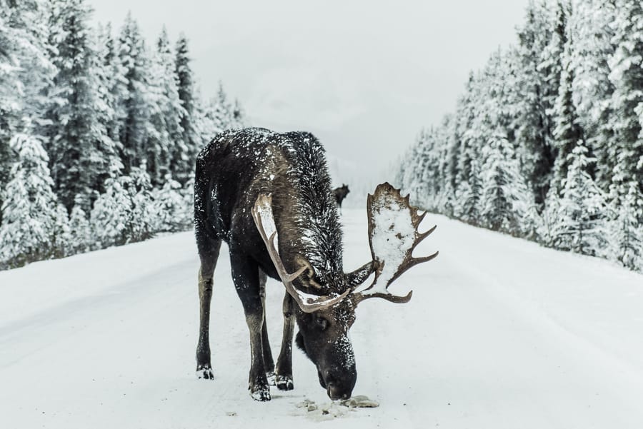 Moose in Banff winter