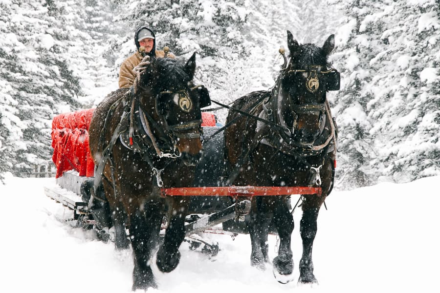 Banff winter sleigh ride