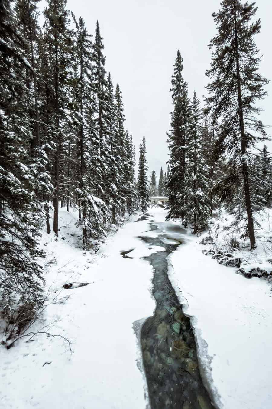 Johnston Canyon winter trees