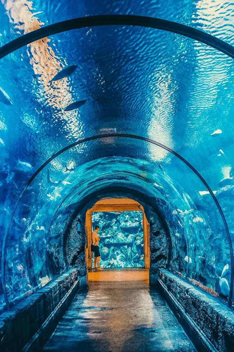 Shark Reef Aquarium at Mandalay Bay in Las Vegas