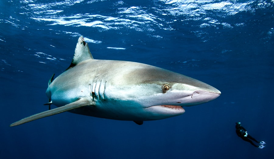 Galapagos Sharks