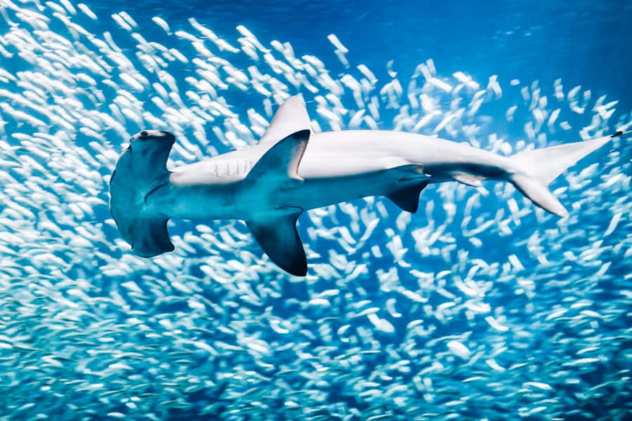Hammerhead Shark Swimming Through A School Of Fish