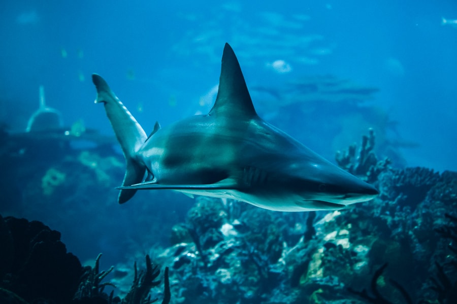 Sandbar shark