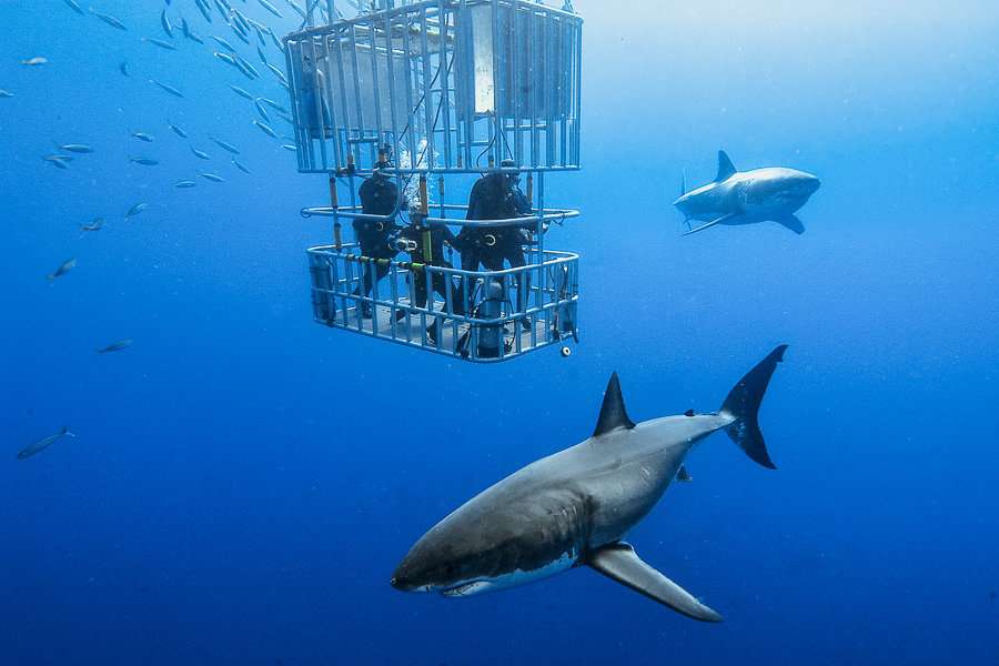 Shark cage diving Oahu