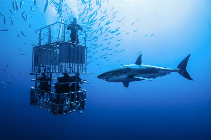 Shark cage diving Oahu