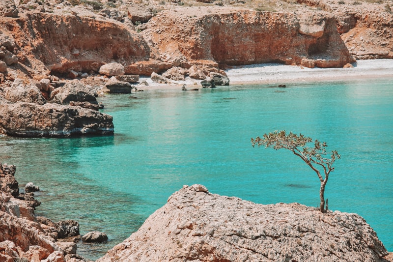Boswellia tree Frankincense tree in Socotra.