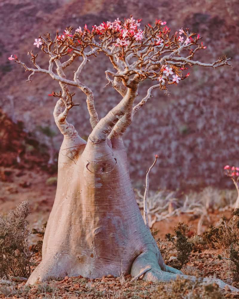 Bottle Tree Socotra in bloom 