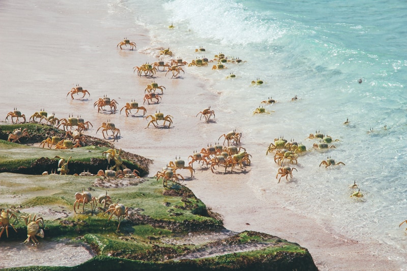 Crab in Shuab bay on Socotra island, Indian ocean, Yemen