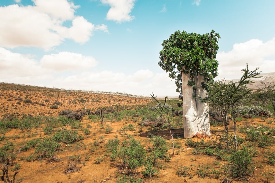 Cucumber tree Dendrosicyos socotranus in Socotra island Yemen