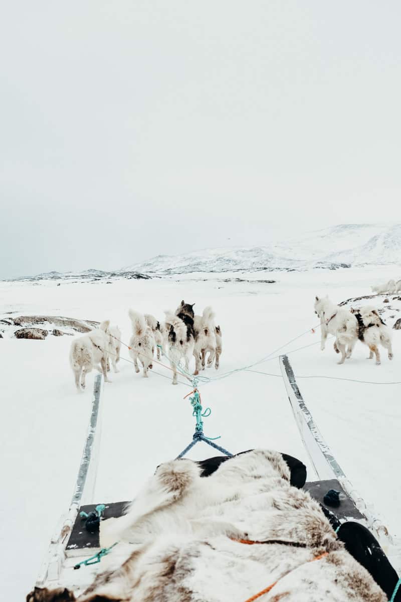 Passenger view of riding a dog sled in Ilulissat Greenland