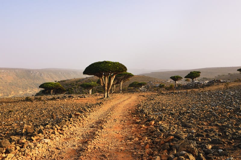 Dragon blood trees at Dixam plateau Socotra Island 