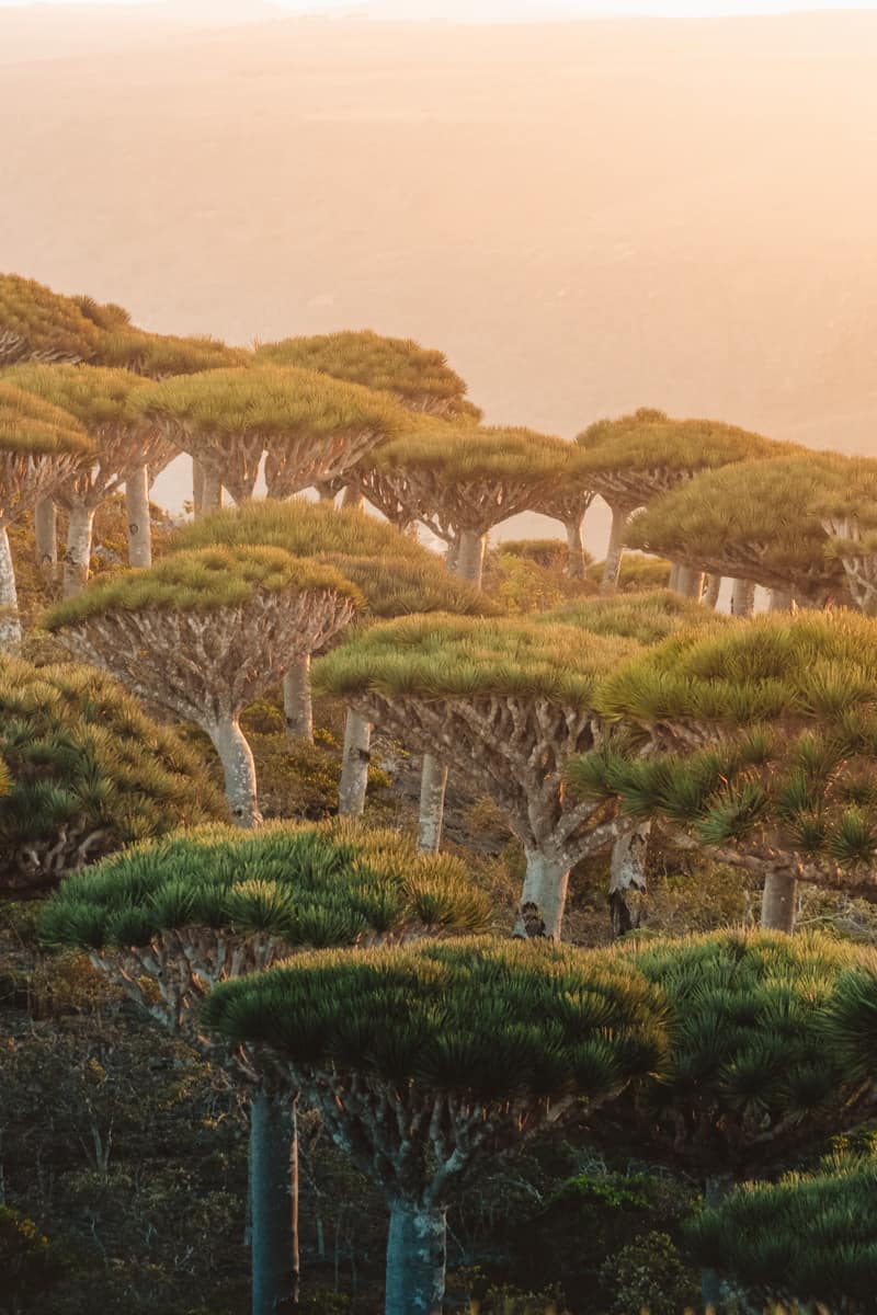 Dragon Blood Trees in Socotra Yemen