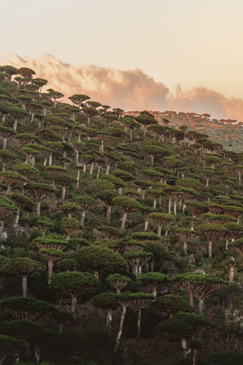Dragon Blood trees in Socotra