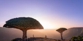 Dragon Blood trees in Socotra