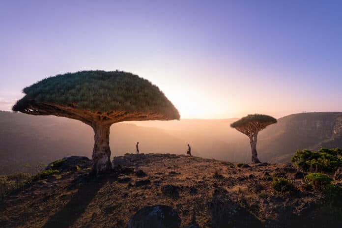 Dragon Blood trees in Socotra