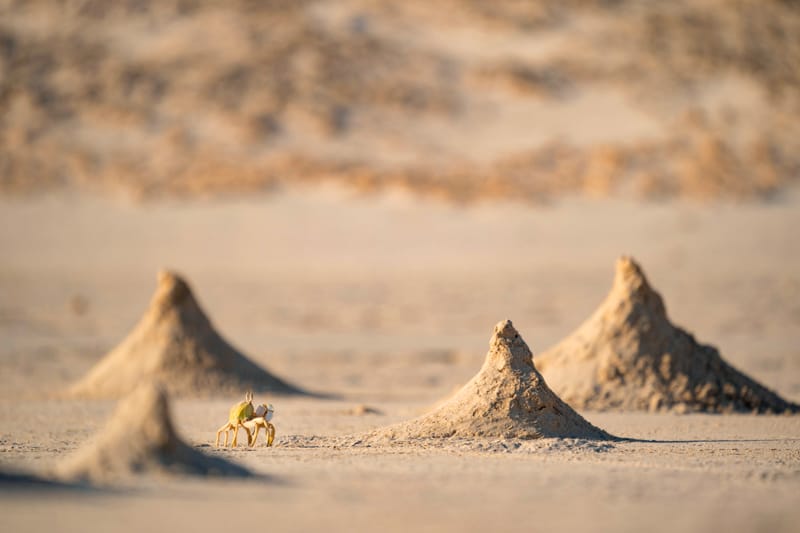 Ghost crab on sand beach of Socotra