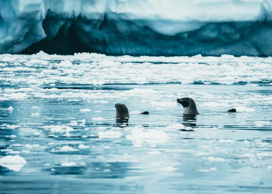 Arctic wildlife in Greenland. 