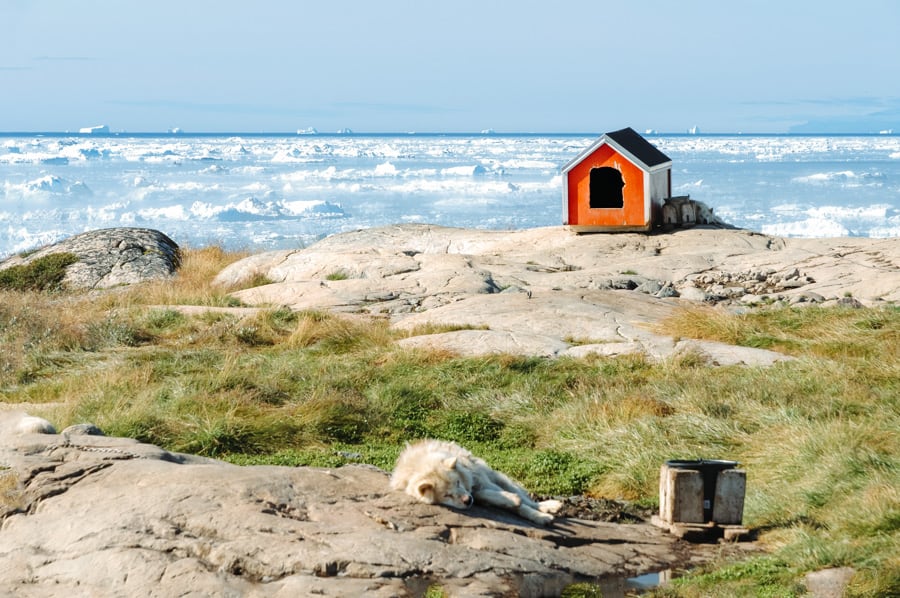 Sled Dog Resting In Front Of Disko Bay