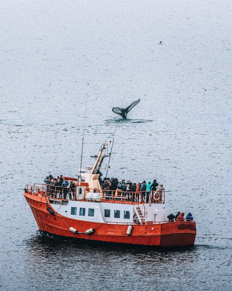 Three Humpback Whales With Fin Swimming In Ocean And Feeding.