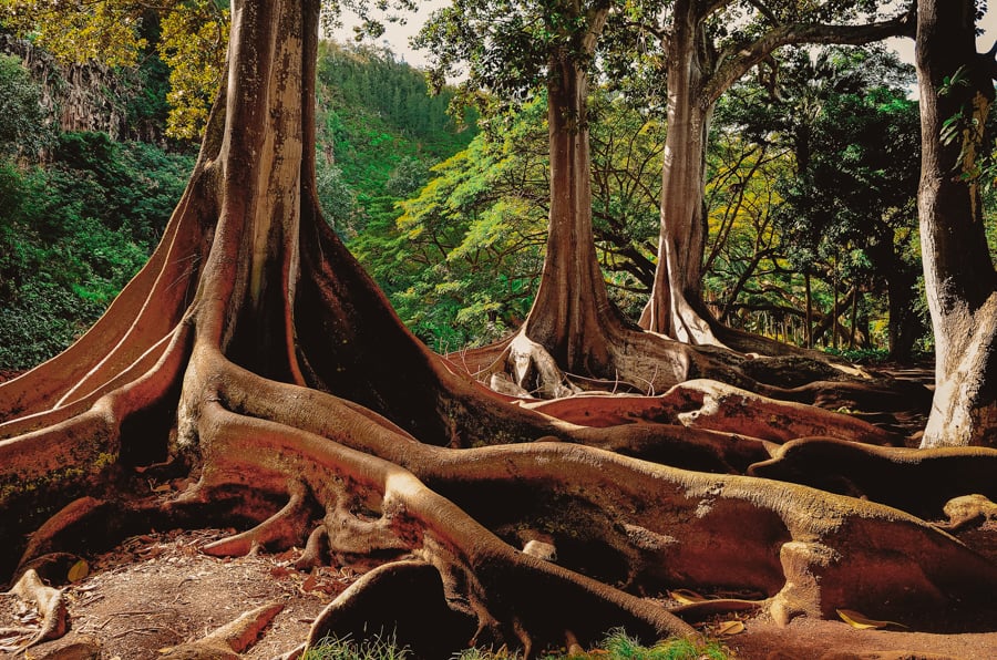 Banyan Trees in Allerton Gardens in Kauai Hawaii