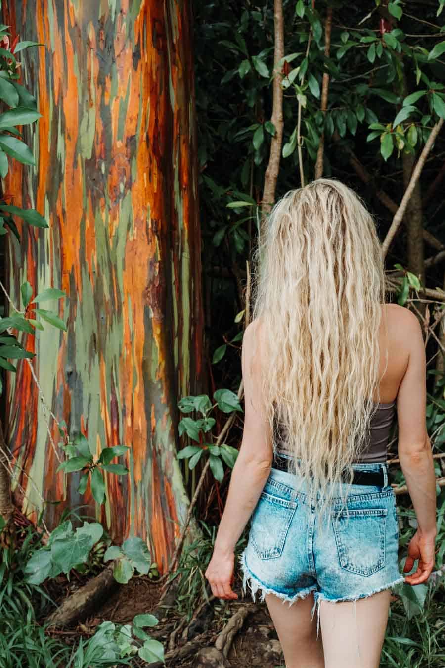 Eucalyptus tree in Kauai