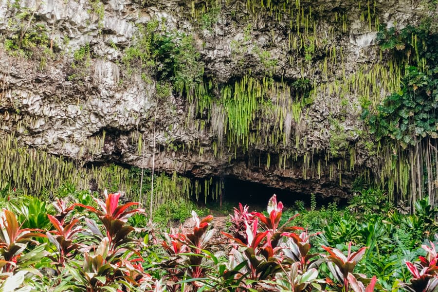 Fern Grotto in Kauai Hawaii