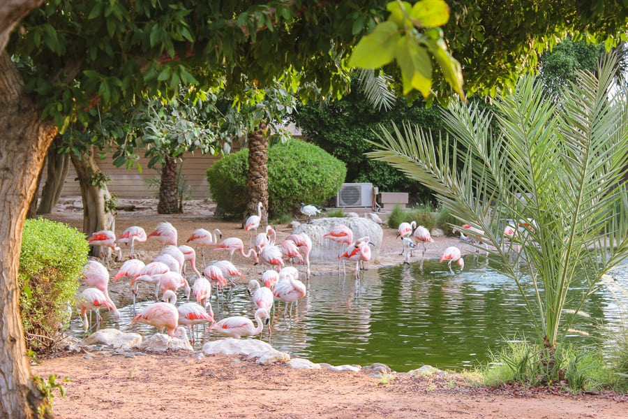 Flamingo Mangrove National Park Abu Dhabi