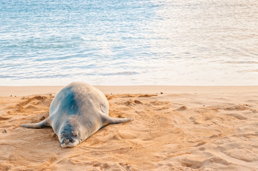 Poipu beach Monk seal