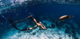 Turtle Canyon Best snorkeling in Oahu