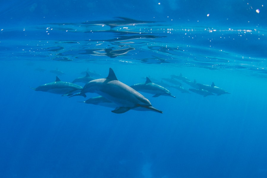Pod of Hawaiian Spinner Dolphins off Kona, Big Island, Hawaii