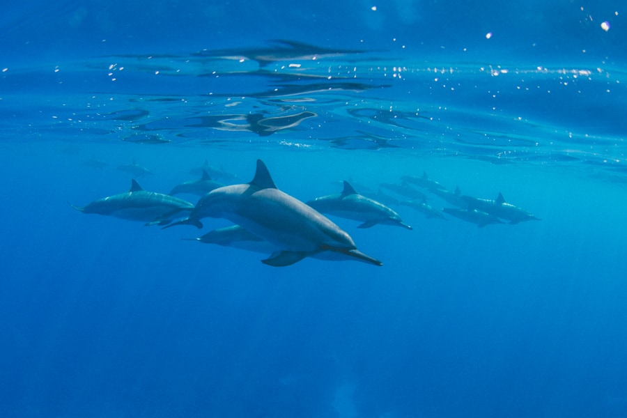 Pod of Hawaiian Spinner Dolphins off Kona, Big Island, Hawaii