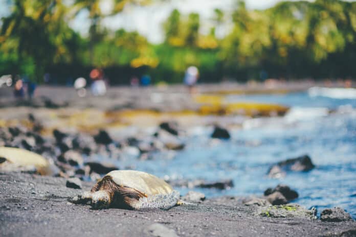 Hawaiian Green Turtles Relaxing At Punaluu Black Sand Beach On T Punaluu Black Sand Beach