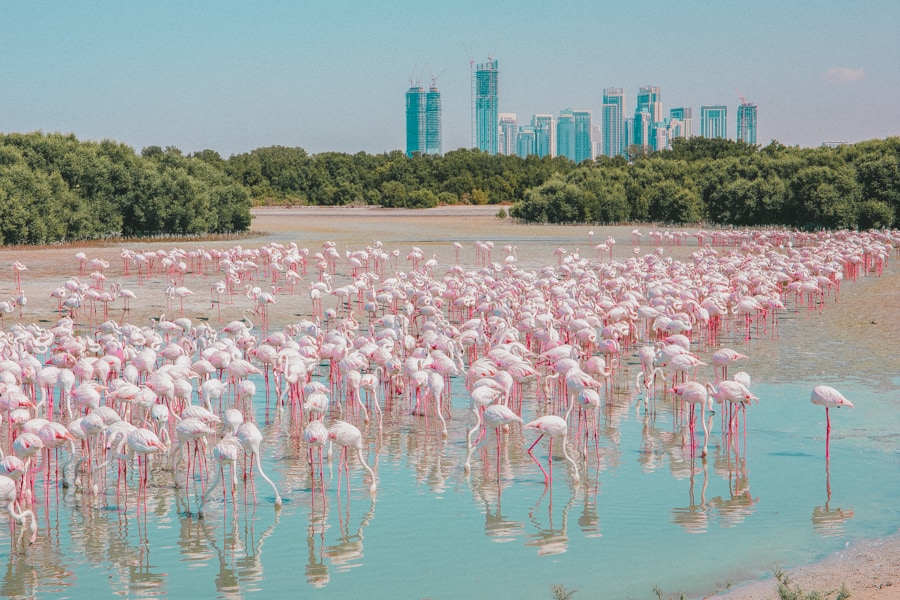 Ras Al Khor wildlife sanctuary in Dubai