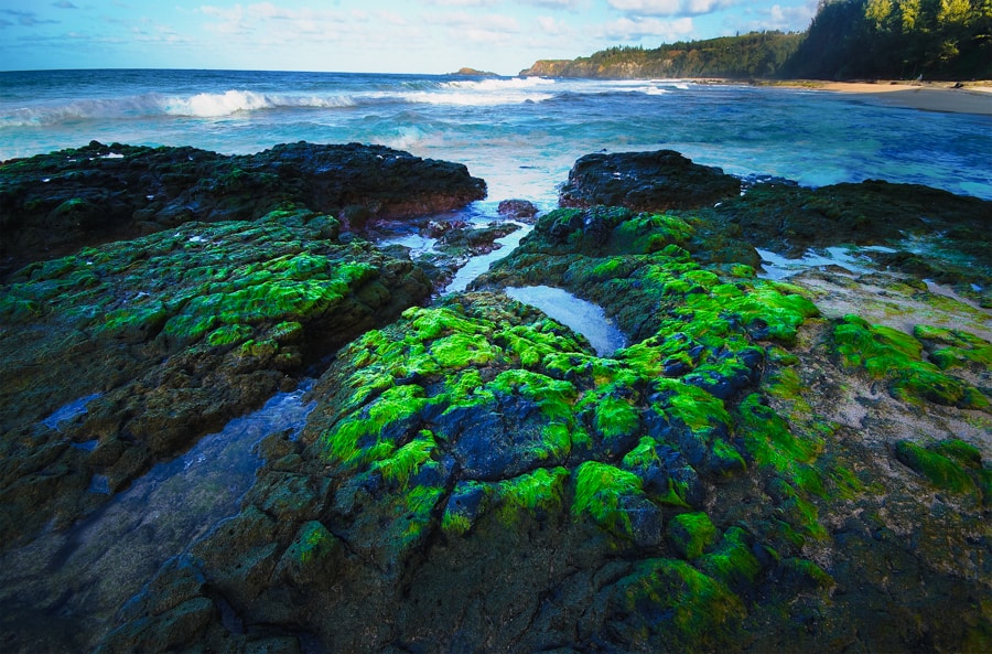 Secret beach in Kauai also known as Kauapea Beach