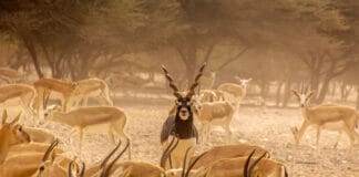 Gazelles of UAE in Sir Bani Yas Island