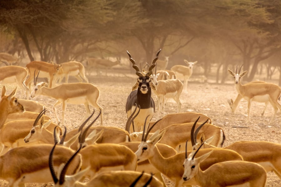 Gazelles of UAE in Sir Bani Yas Island