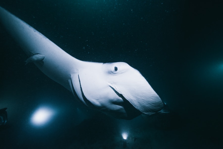 Snorkel With Manta Rays At Night