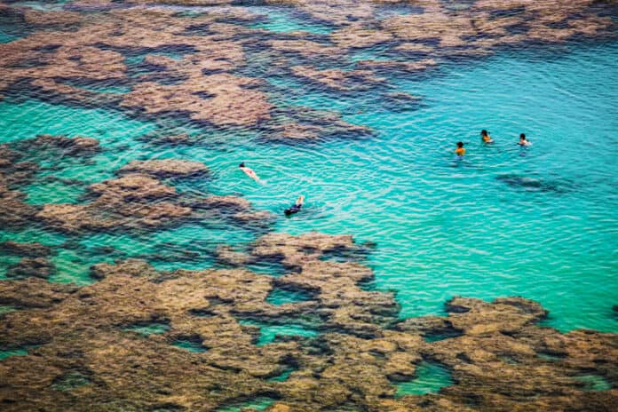 Snorkeling coral Reef At Hanauma Bay, Oahu, Hawaii