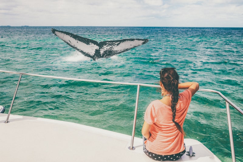 Whale watching boat tour on the Big Island of Hawaii