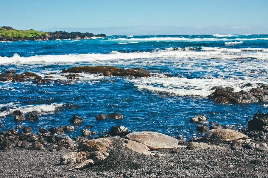 Three green sea tutles sleep on the black sand beach at Punalu'u Beach Park on Hawaii's Big Island