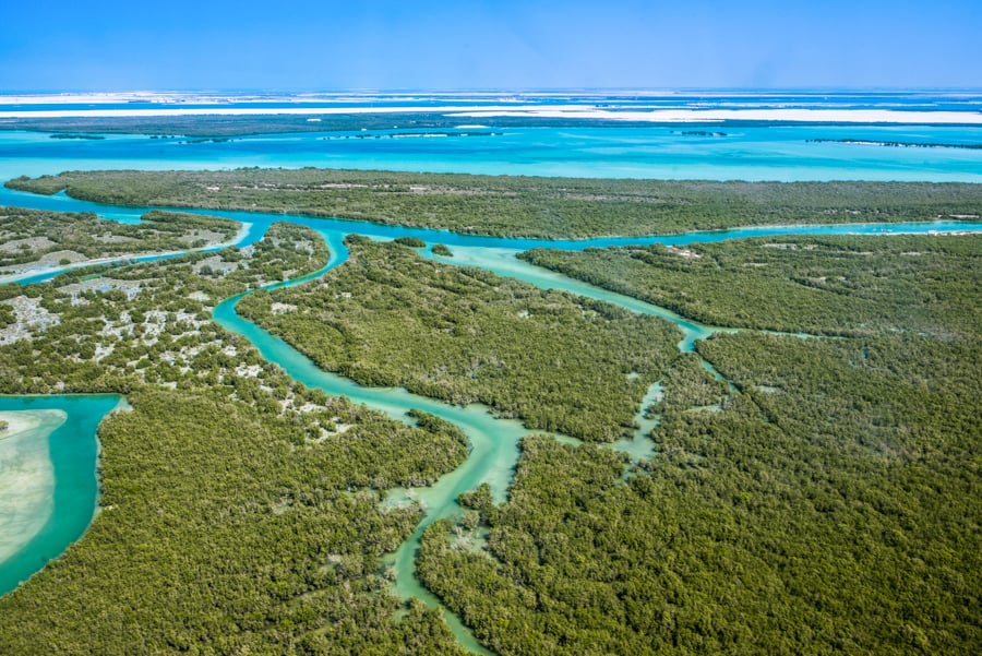 Eastern Mangrove tree in Abu Dhabi 