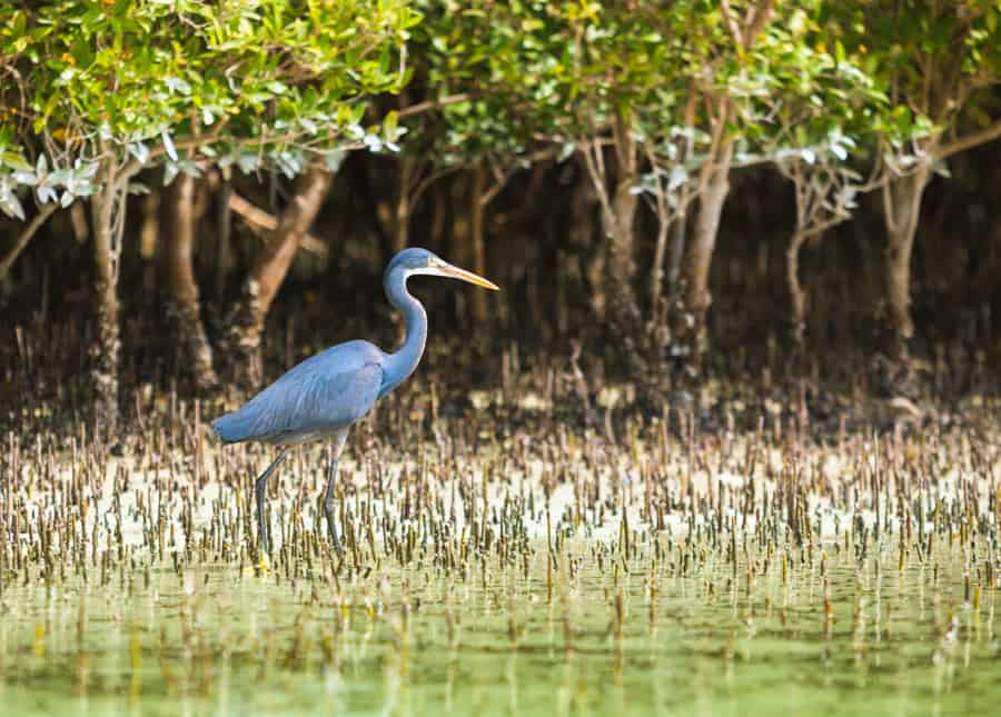 Western reef heron bird in eastern mangroves of Abu Dhabi